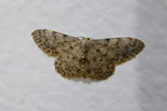 Idaea cervantaria