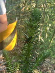 Chloridolum sieversi