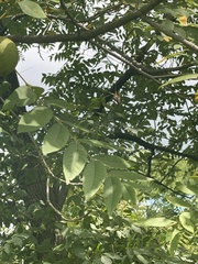 Juglans nigra
