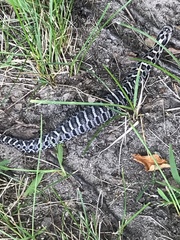 Heterodon platirhinos