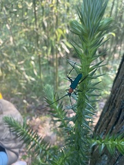 Chloridolum sieversi