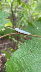 Macremphytus tarsatus