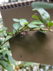 Neoscona domiciliorum