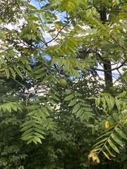 Juglans nigra