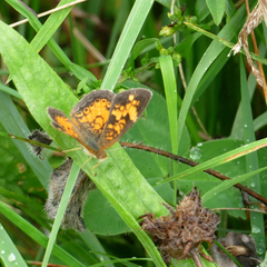 Phyciodes cocyta
