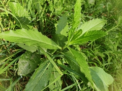Cirsium arvense