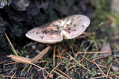 Heterophyllidia