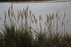 Calamagrostis