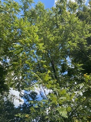 Juglans nigra
