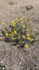 Heterotheca villosa