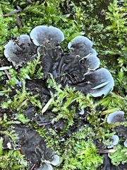 Peltigera praetextata