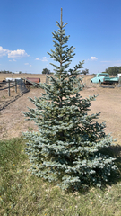 Picea pungens