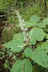Plectranthus fruticosus