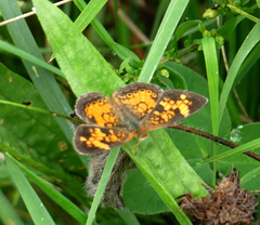 Phyciodes cocyta