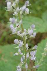 Plectranthus fruticosus
