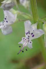 Plectranthus fruticosus