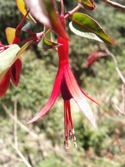 Fuchsia regia