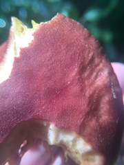 Phylloporus leucomycelinus