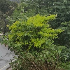 Duranta erecta
