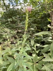 Oenothera gaura