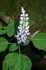Plectranthus fruticosus