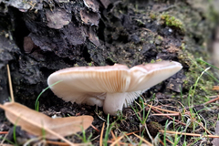 Heterophyllidia