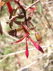 Fuchsia regia