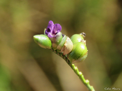 Thalia densibracteata