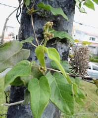 Ibatia ganglinosa