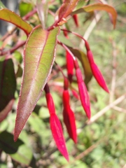 Fuchsia regia