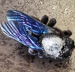 Xylocopa violacea