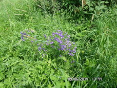 Polemonium caeruleum