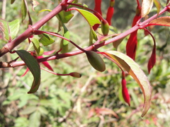 Fuchsia regia