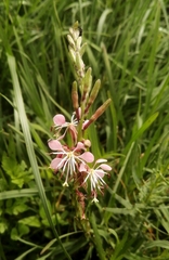 Oenothera suffrutescens