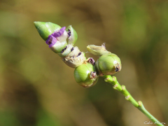 Thalia densibracteata