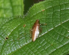 Pseudophyllodromiinae