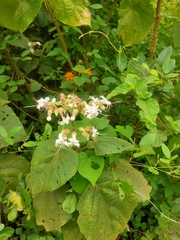 Clerodendrum infortunatum