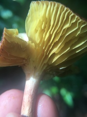 Phylloporus leucomycelinus