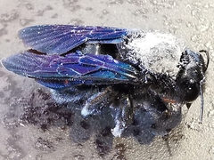 Xylocopa violacea