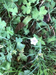 Geranium thunbergii