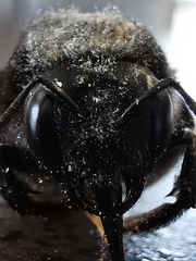 Xylocopa violacea