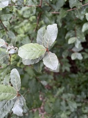 Elaeagnus