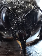 Xylocopa violacea