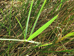 Thalia densibracteata