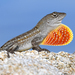 Brown Anole - Photo (c) Jill Bazeley, some rights reserved (CC BY-NC)