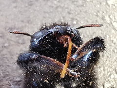 Xylocopa violacea
