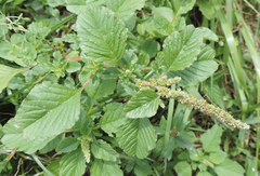 Amaranthus spinosus