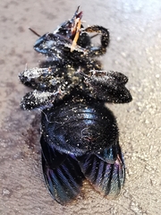 Xylocopa violacea