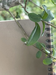 Mangora