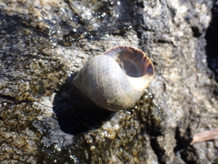 Littorina
